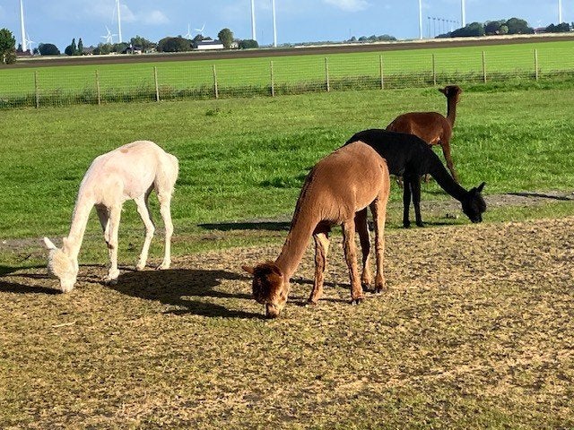 Te koop 3 Alpaca's, Oktober, Mannelijk
