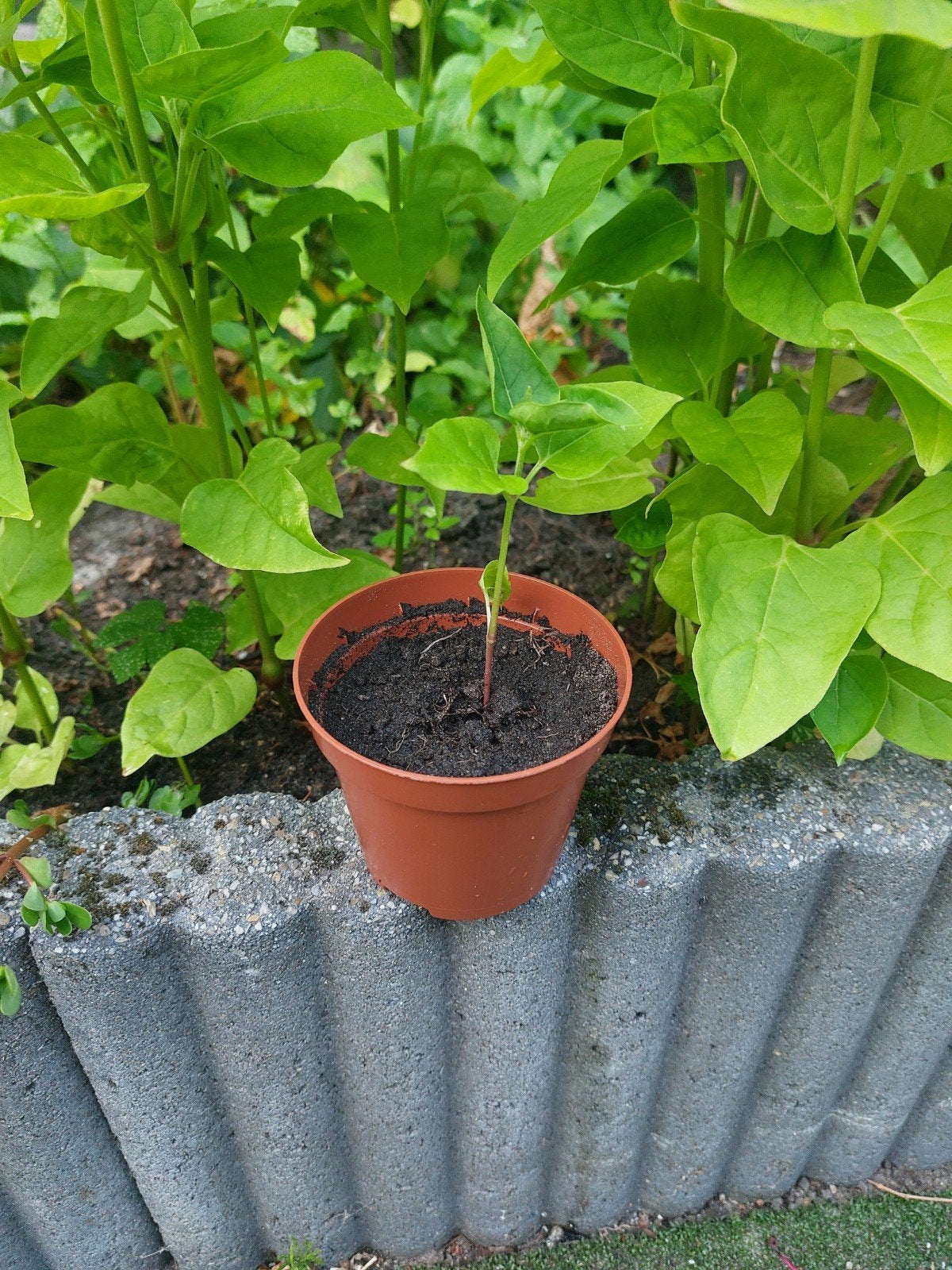 Nachtschone (Mirabilis Jalaba), Ophalen, Minder dan 100 cm, Overige soorten
