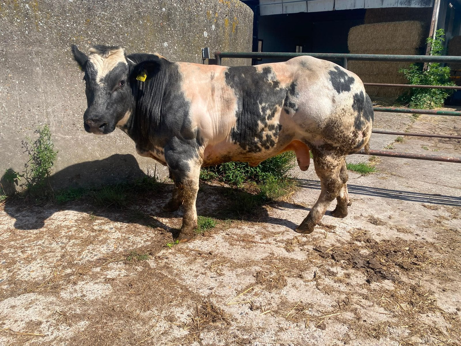 Super bwb dekstier te koop, Dieren en Toebehoren, Runderen, Mannelijk