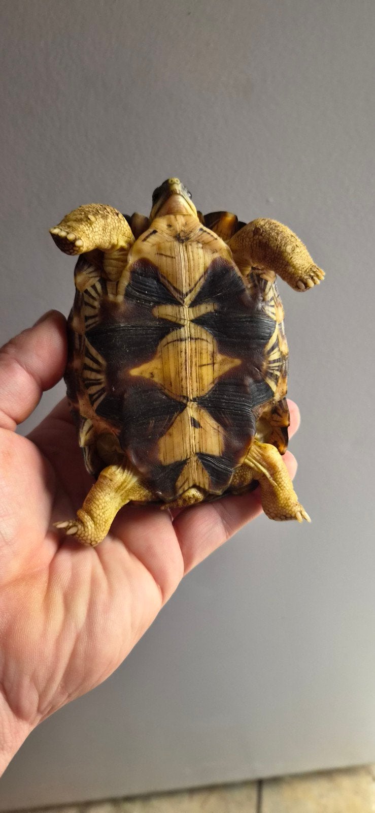landschildpad Astrochelys radiata, Dieren en Toebehoren, Schildpad, 0 tot 2 jaar