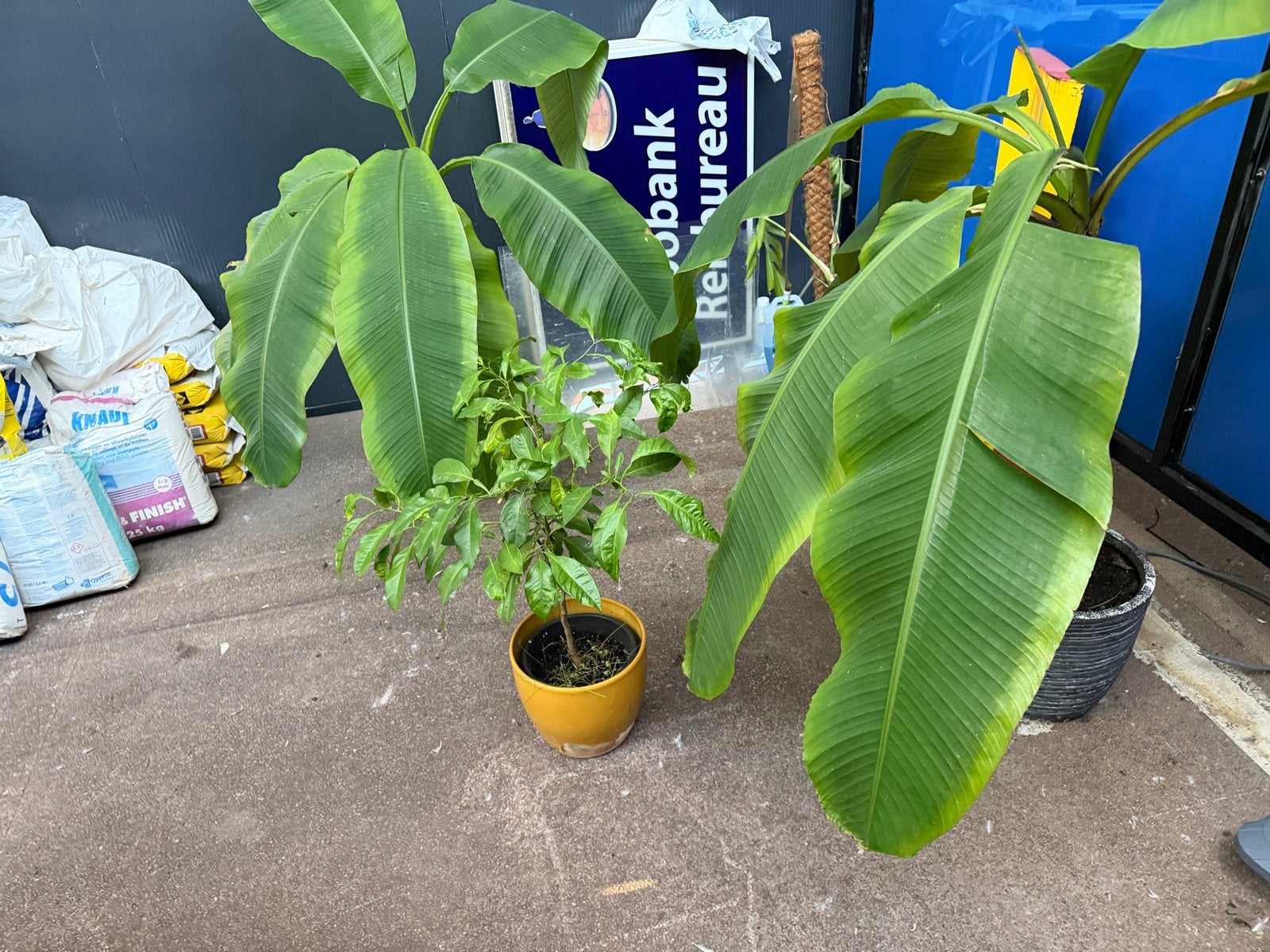 Diverse kamerplanten: bananenplant, citrusboom, graslelie, 100 tot 150 cm, Overige soorten, In pot, Groene kamerplant