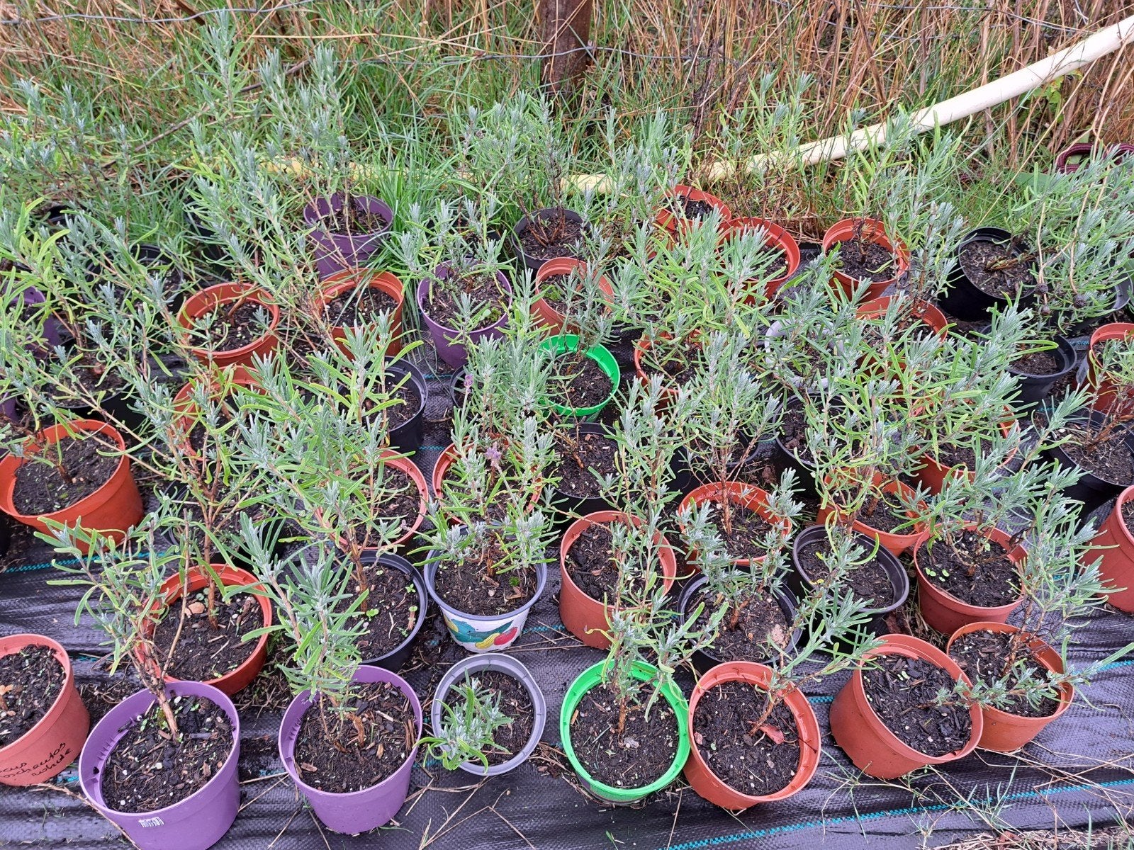 lavendel stekken ras hidcote.goed wortelgestel, Ophalen, Overige soorten, Volle zon