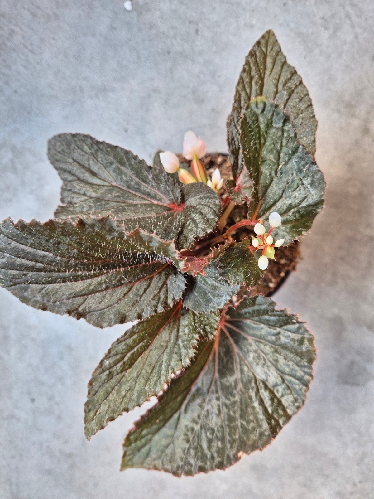 Begonia Att.Lambii u688 p10