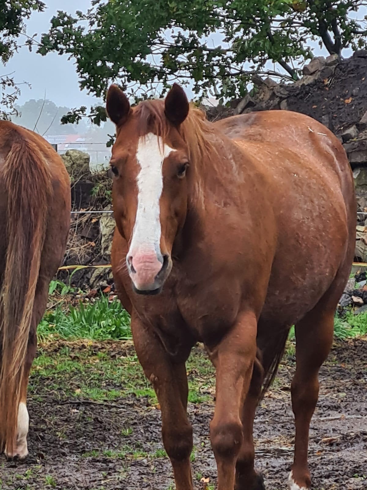 Quarter Horse Fok Merrie, Merrie, Recreatiepaard, Ontwormd