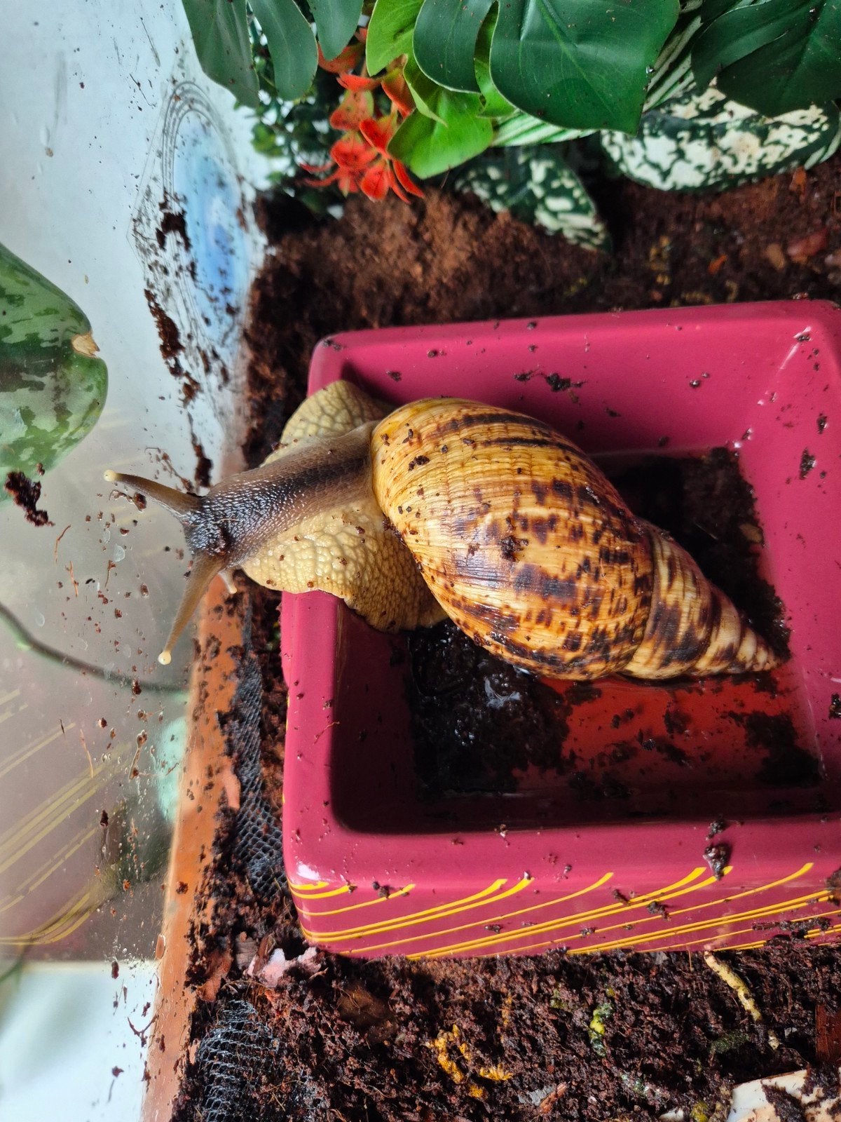 Volwassen Agaat slakken 2 stuks, Overige soorten, 0 tot 2 jaar
