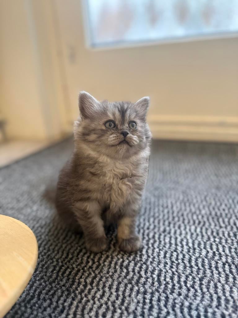 Leuke nestje van brits korthaar, Dieren en Toebehoren, Meerdere dieren, 0 tot 2 jaar
