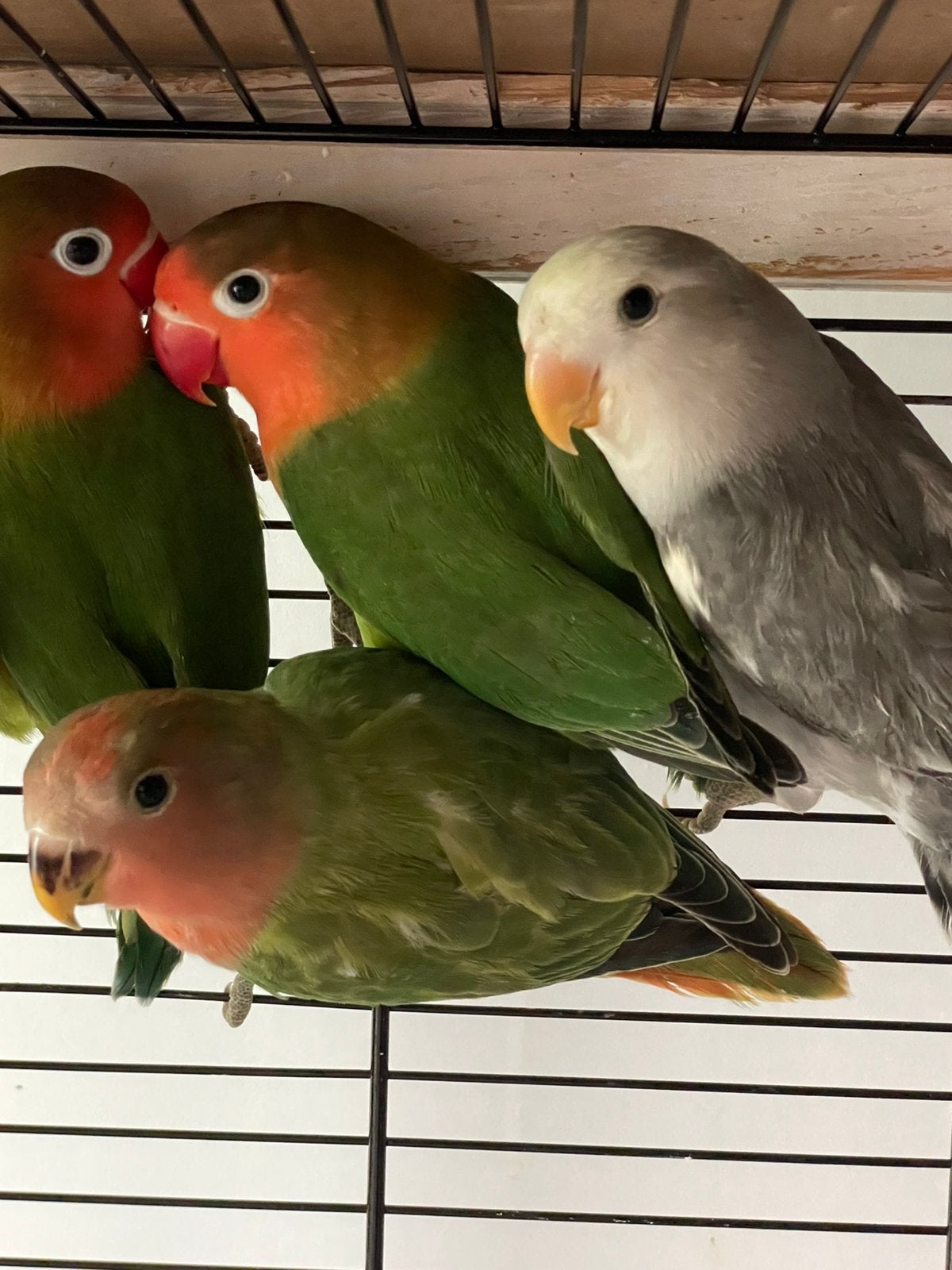 Prachtige Lieve Hand Tamme Agapornis Dwergpapegaai Lovebird, Meerdere dieren, Dwergpapegaai of Agapornis, Geringd