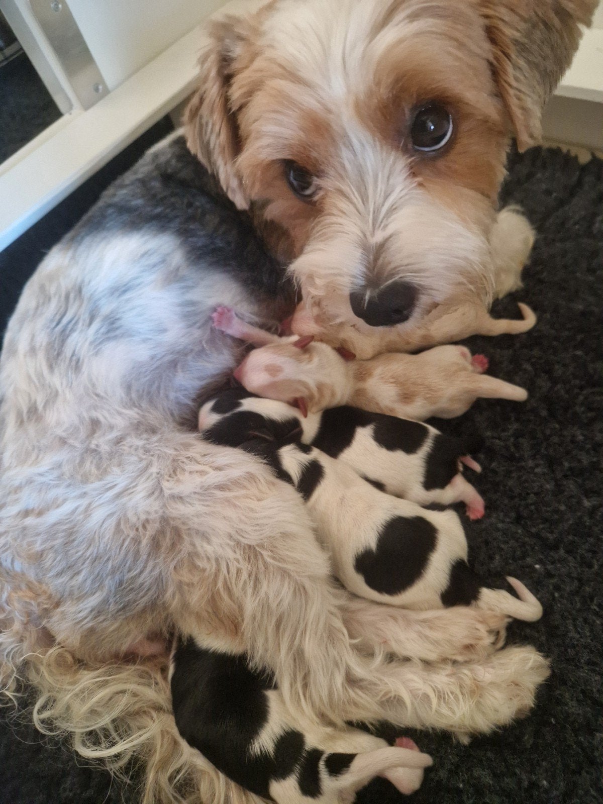 "D, nestje" Yorkshire Stars Rosa, Yorkshire terriër pups, Yorkshire Terriër, 8 tot 15 weken, Meerdere, Meerdere dieren