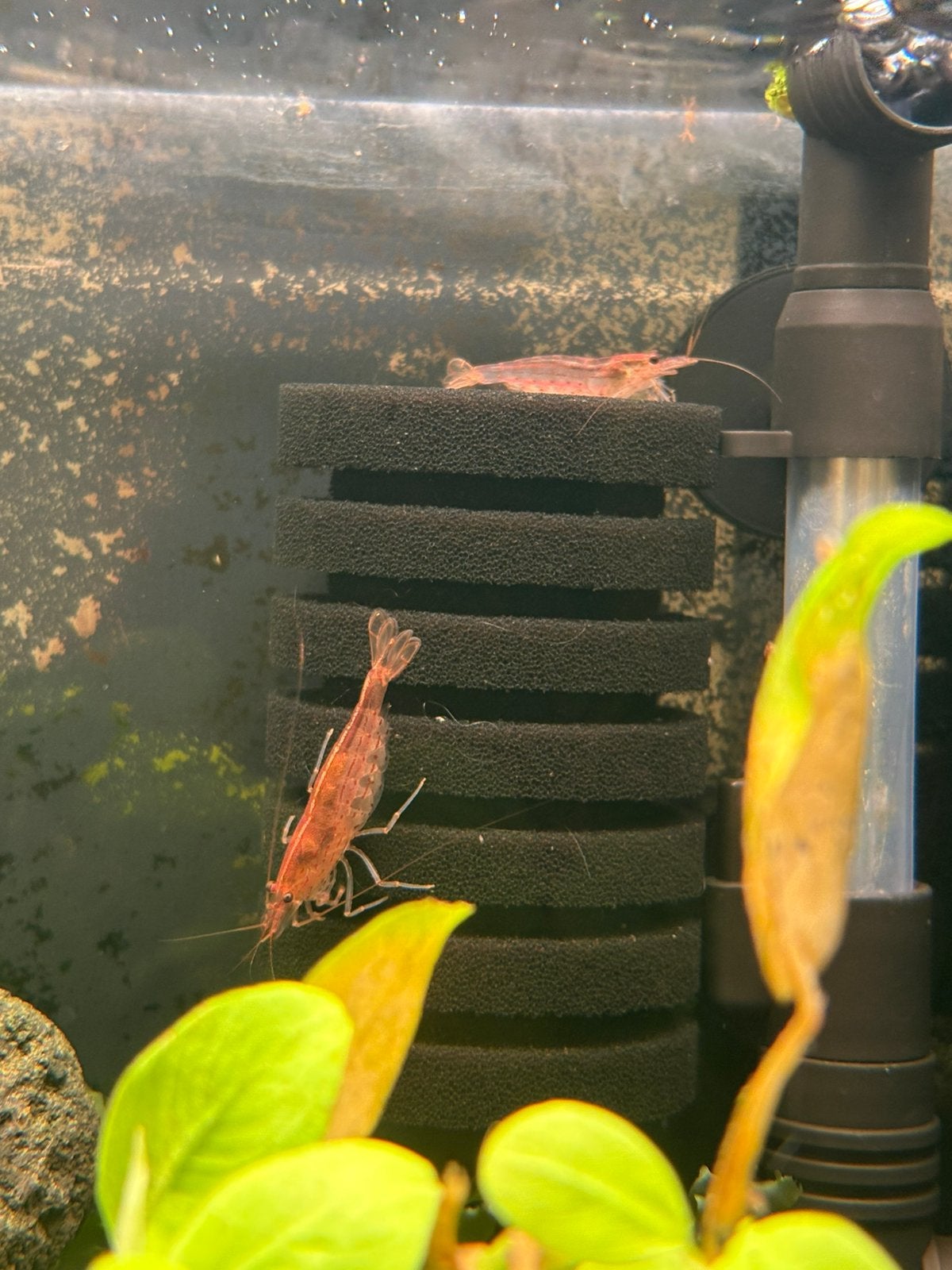 2 Japonica Orange, Dieren en Toebehoren, Vissen | Aquariumvissen, Kreeft, Krab of Garnaal, Zoetwatervis, Schoolvis