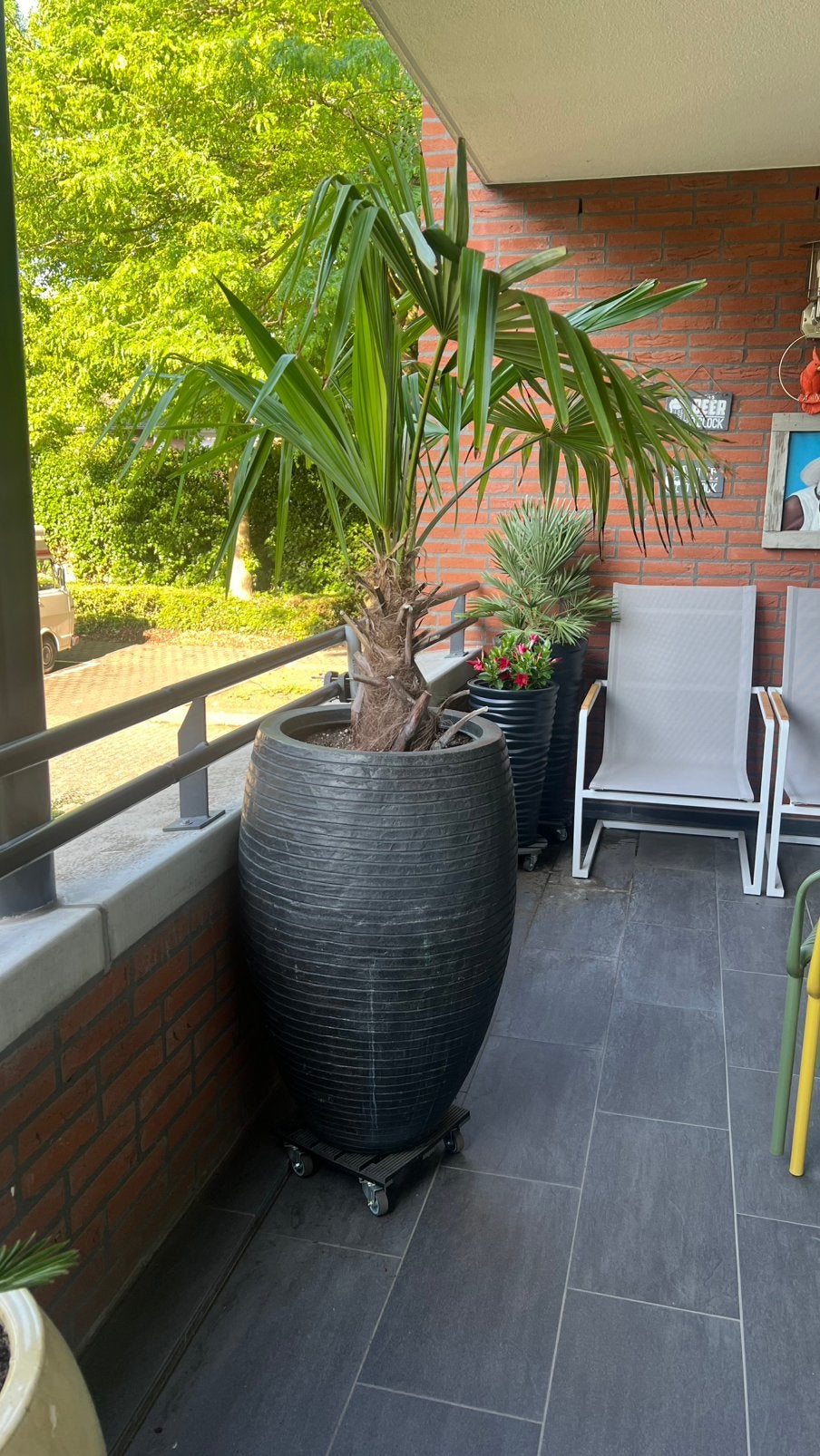 Winterharde trachycarpus palm in antraciet grijze pot, Ophalen, Kunststof, Gebruikt, 100 cm of meer