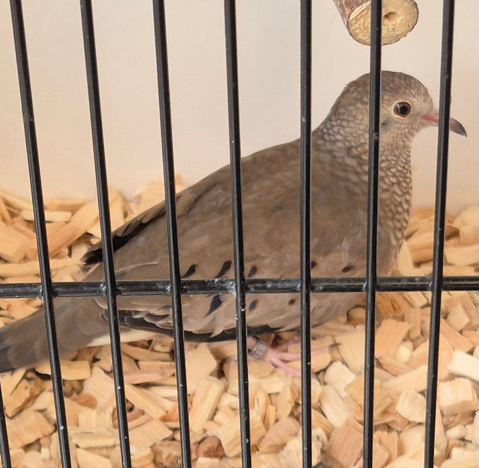 musduif pop, Dieren en Toebehoren