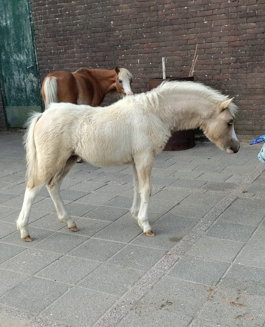 Unieke Dun kleurige ASPC AMHR NMPRS Paardjes, Merrie