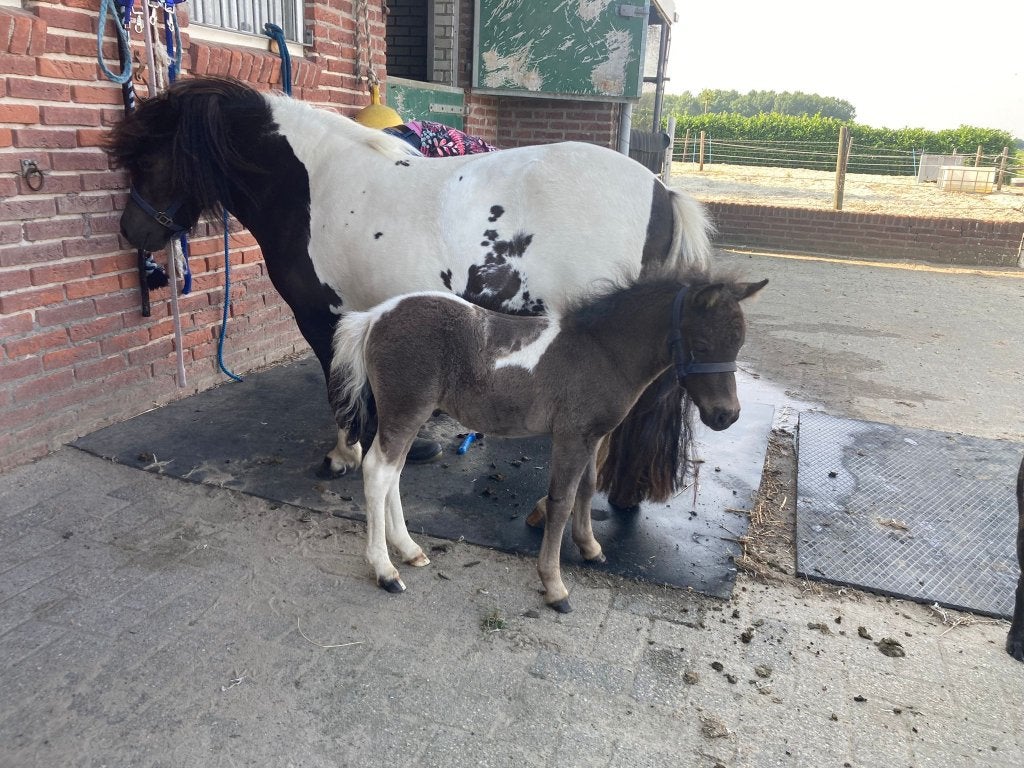 Shetland Zwartbont hengstveulen, Met stamboom, 0 tot 2 jaar, Hengst, A pony (tot 1.17m)