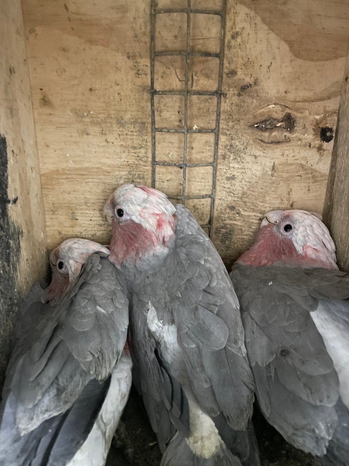 0-3 rose kakatoe,s, Dieren en Toebehoren, Vrouwelijk, Papegaai, Geringd