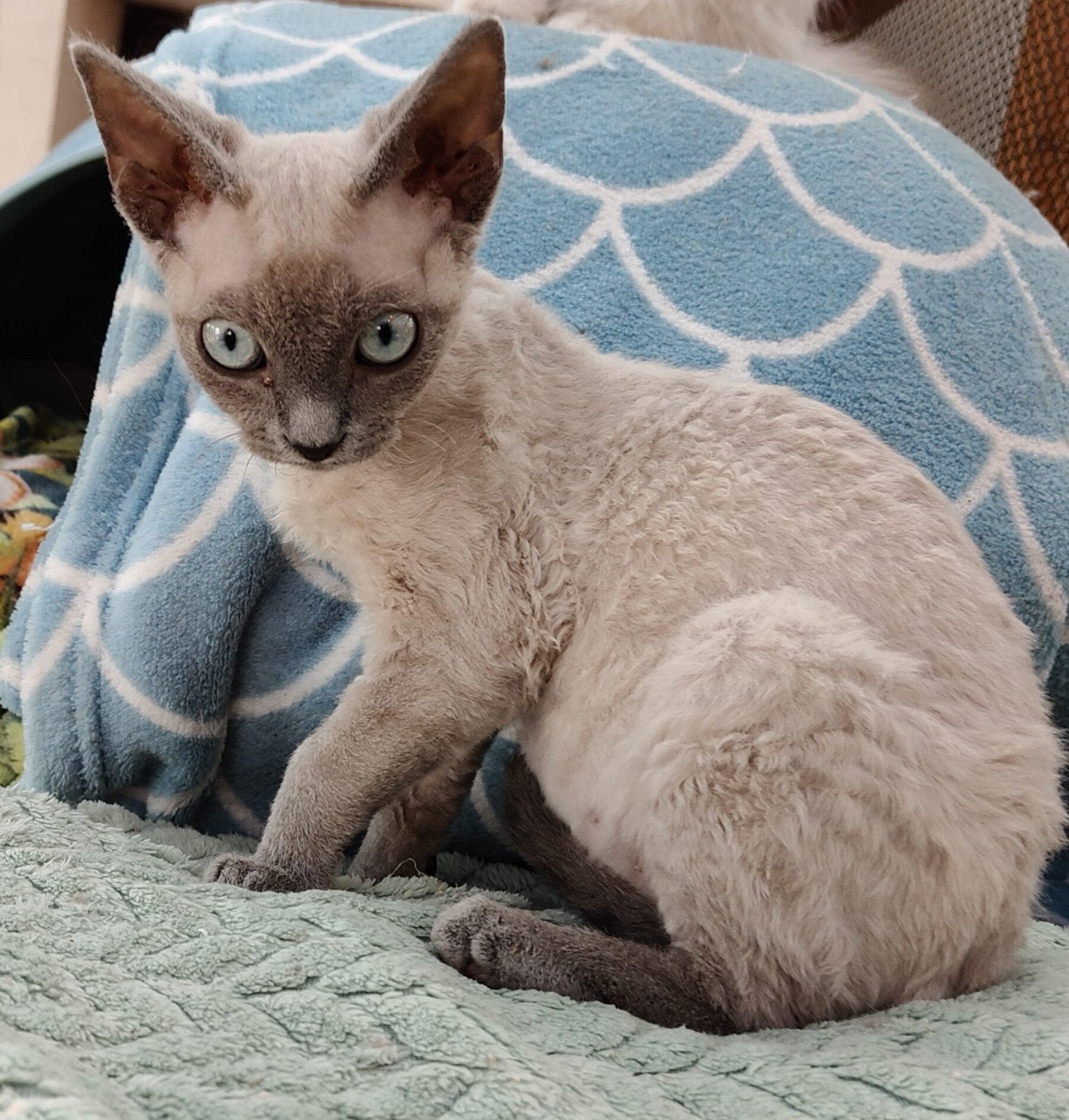 Devon Rex kittens Beschikbaar, Dieren en Toebehoren, Katten en Kittens | Raskatten | Korthaar, Meerdere dieren, Gechipt, 0 tot 2 jaar