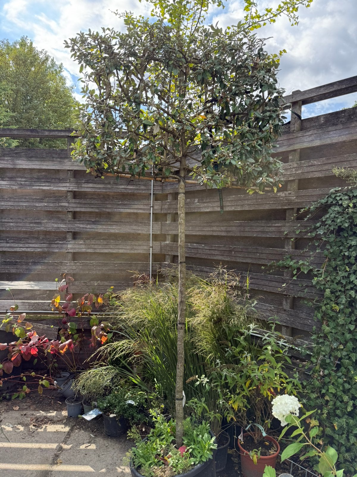 Lei eleagnus (olijfwilg), Ophalen, Leiboom, Halfschaduw, Lente