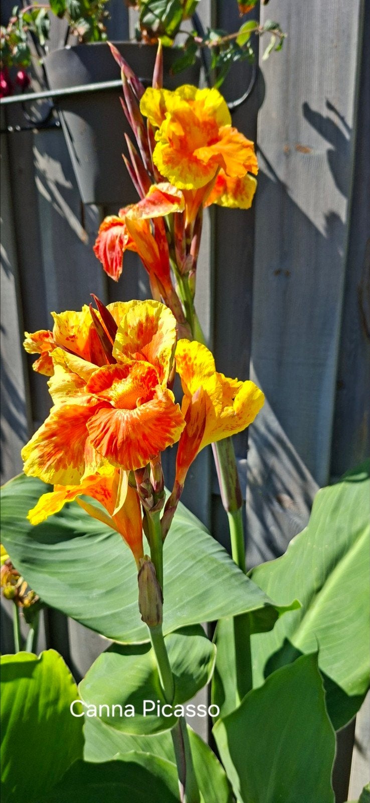 Canna Picasso, Ophalen, Voorjaar, Volle zon, Knol
