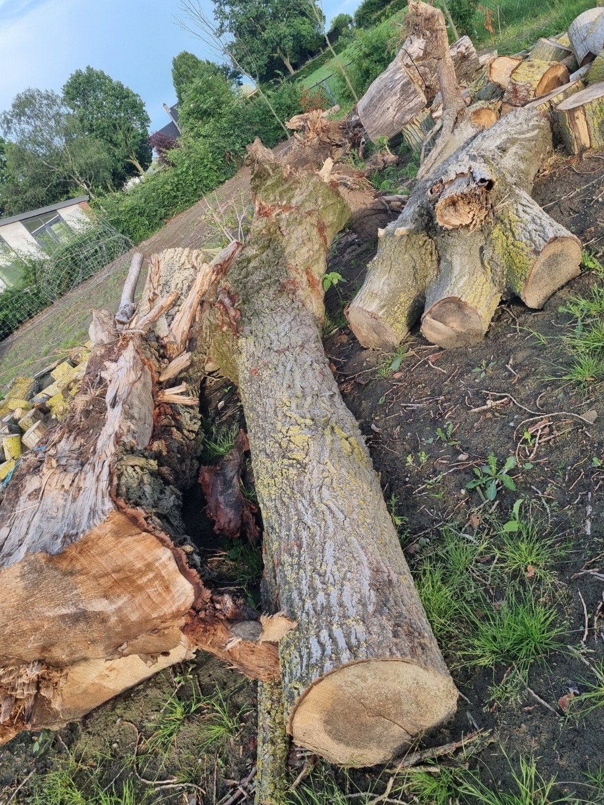 Haardhout om zelf te zagen - Diverse stammen, Tuin en Terras, 6 m³ of meer, Ophalen, Overige houtsoorten, Stammen