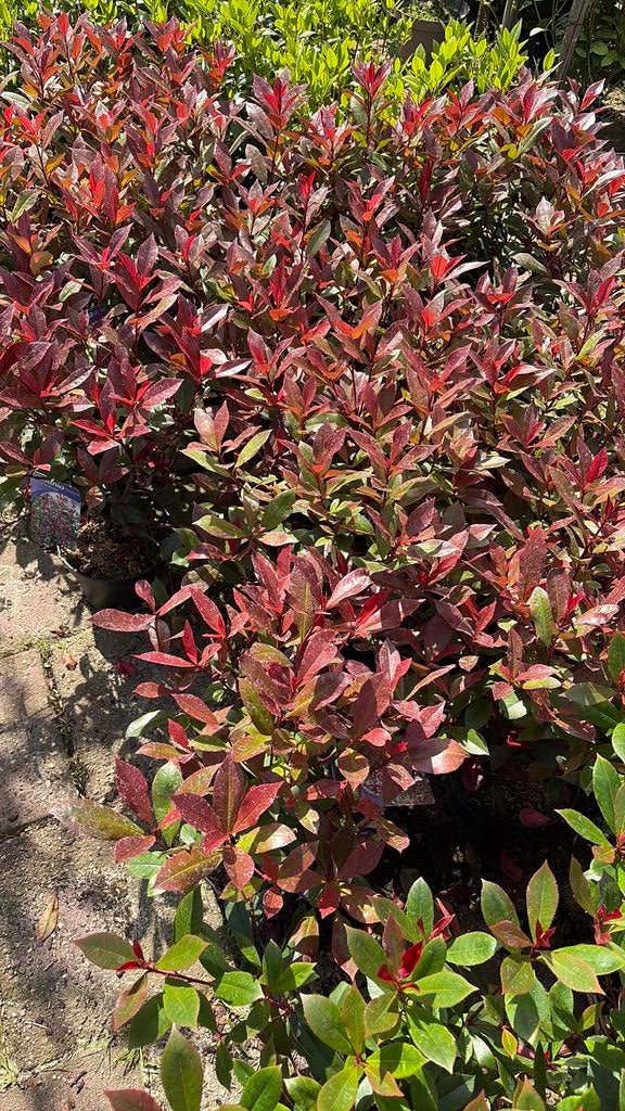 Photinia glansmispel, Ophalen, Overige soorten, Minder dan 100 cm