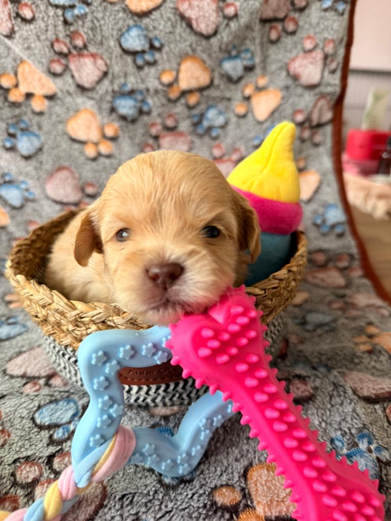 Shihpoo pups met livergen  nog 1 teefje en 2 reutjes over, Dieren en Toebehoren, Honden | Chihuahua's en Gezelschapshonden, Poedel
