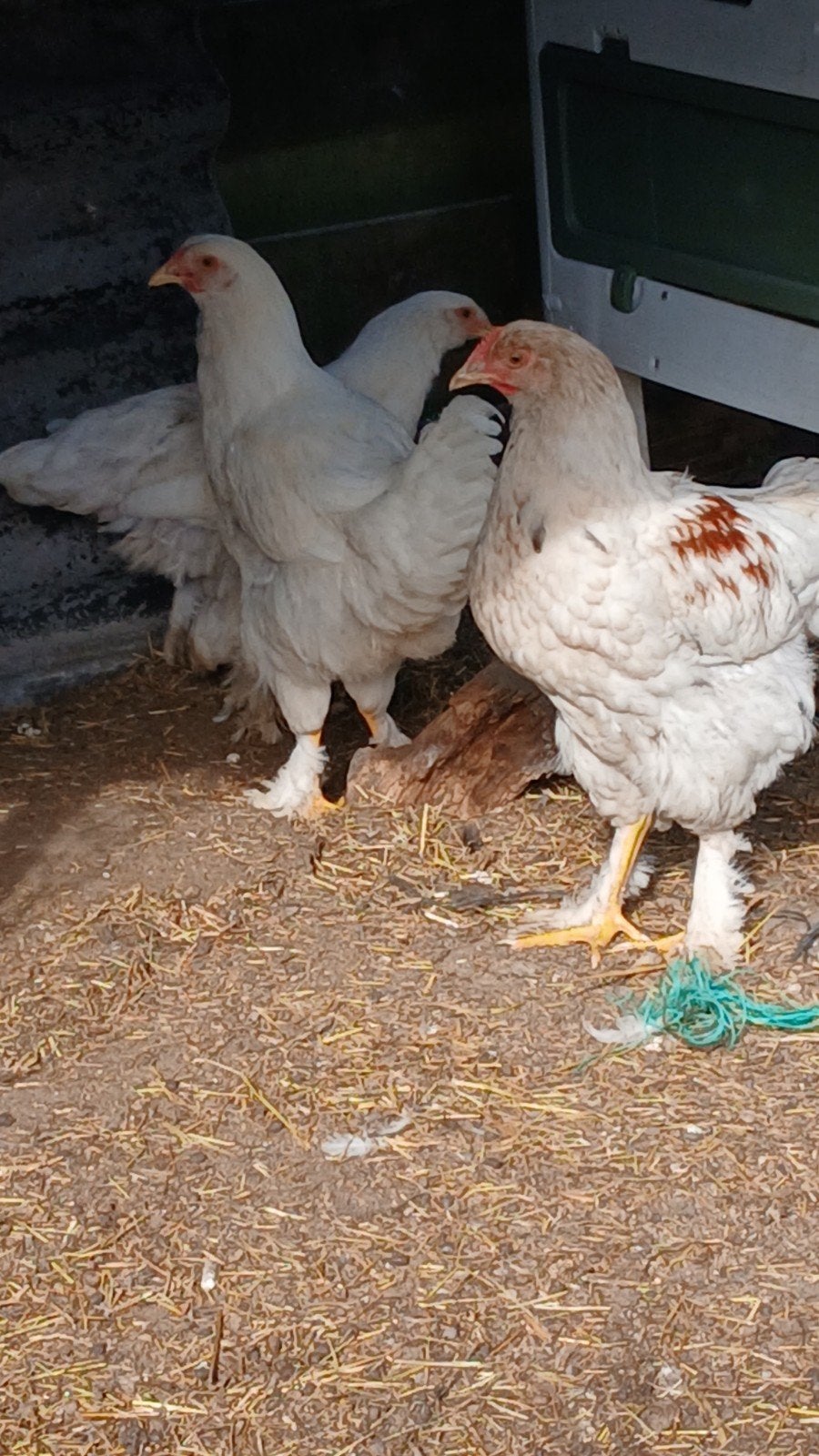 raszuivere brahma's, Meerdere dieren, Kip