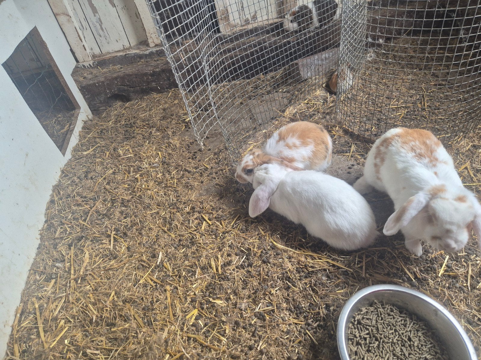 jonge hangoren, Dieren en Toebehoren, Konijnen, Meerdere dieren, Klein, Hangoor, 0 tot 2 jaar