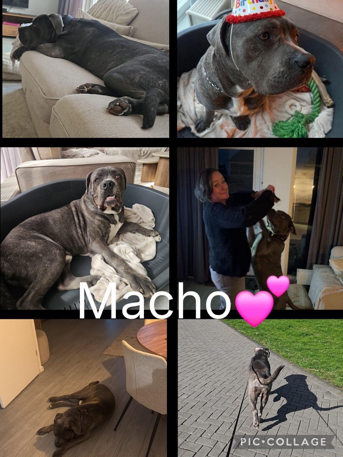 Gouden mand voor Macho gezocht, 1 tot 2 jaar, Eén hond, Nederland, Particulier