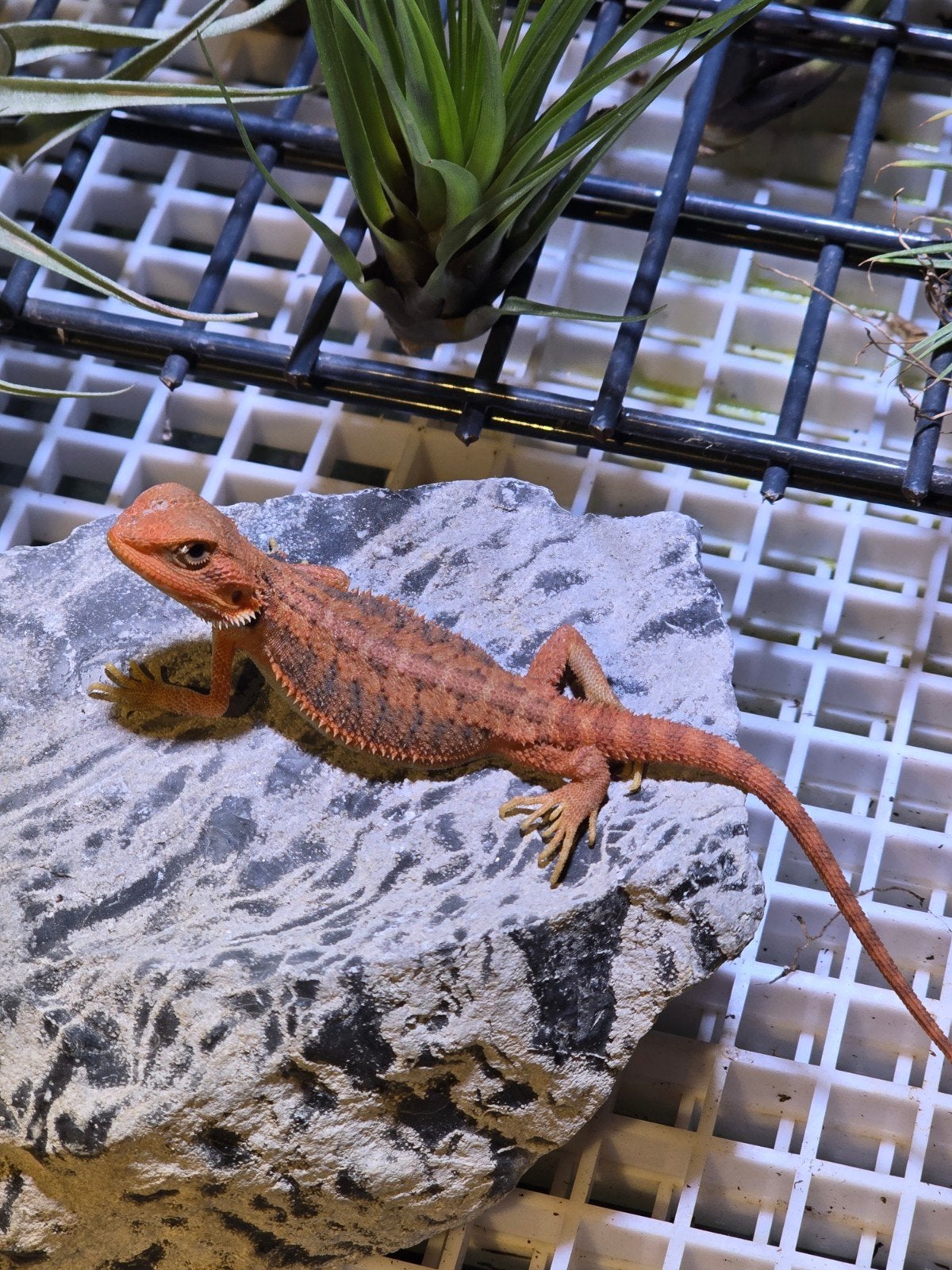 pogona vitticeps red monster Bearded Dragon - female for sale from Hoeb.dutch.reptiles