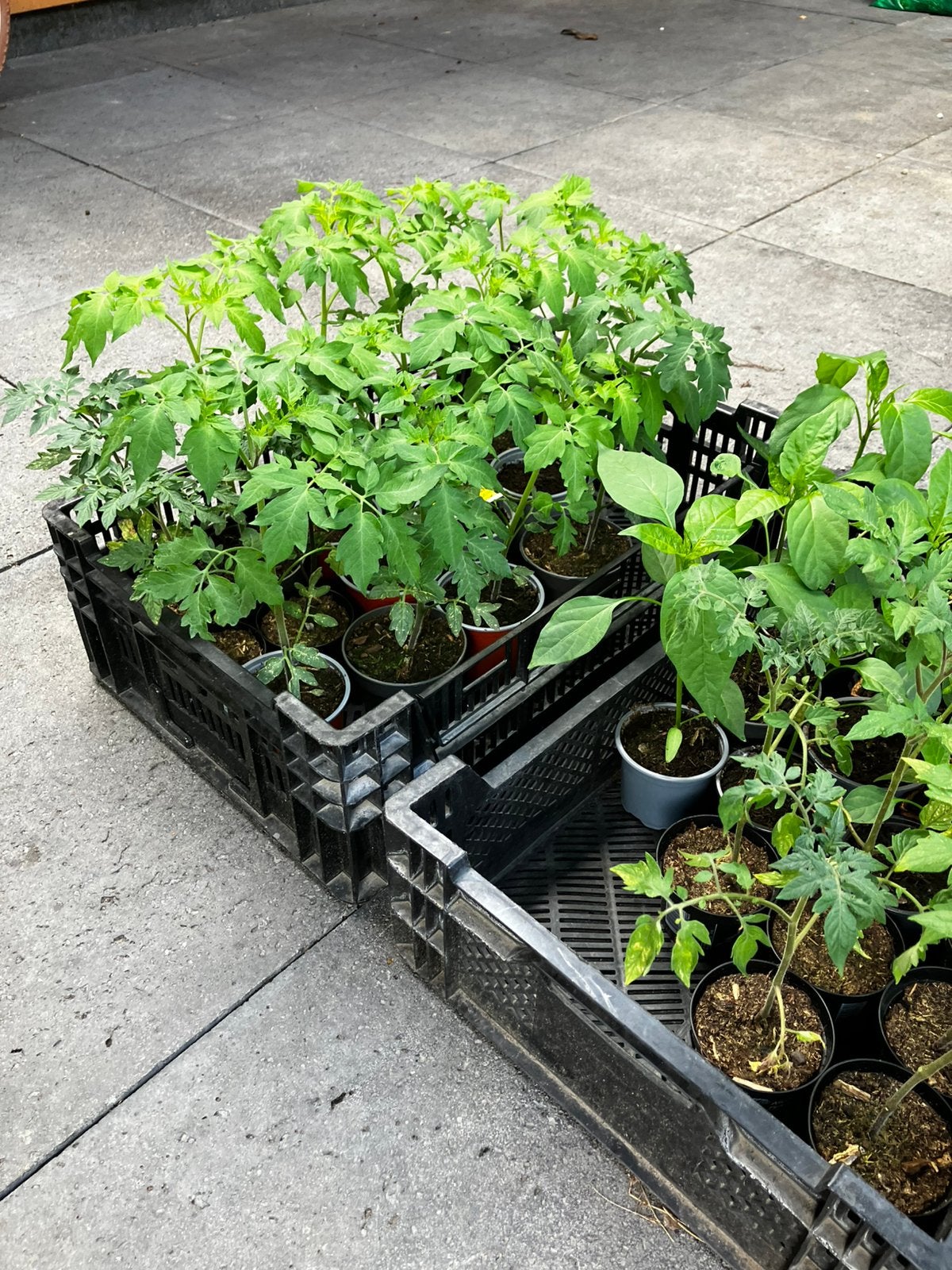 Tomaten planten, Ophalen, Eenjarig, Groenteplanten, Volle zon