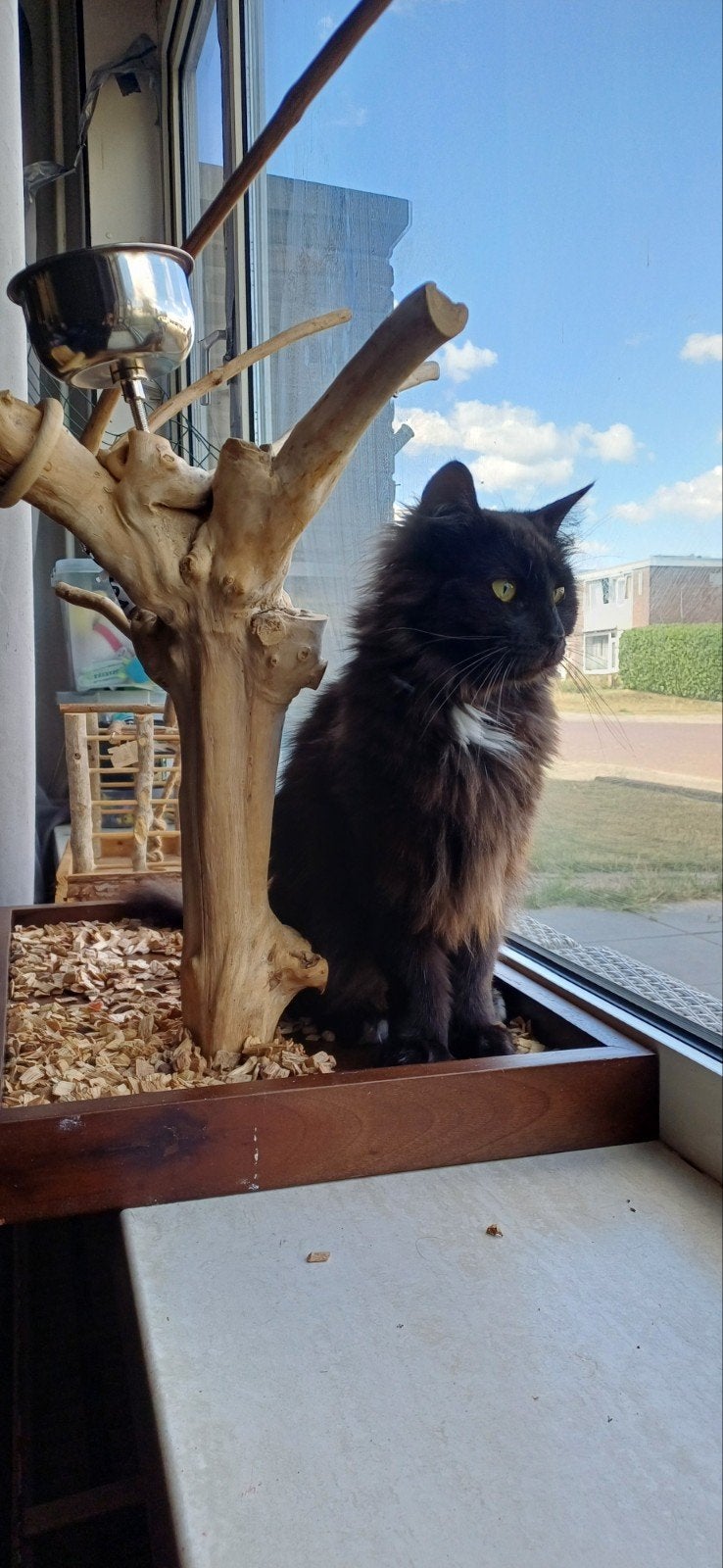 maine coon poes SPOED, Poes, 3 tot 5 jaar