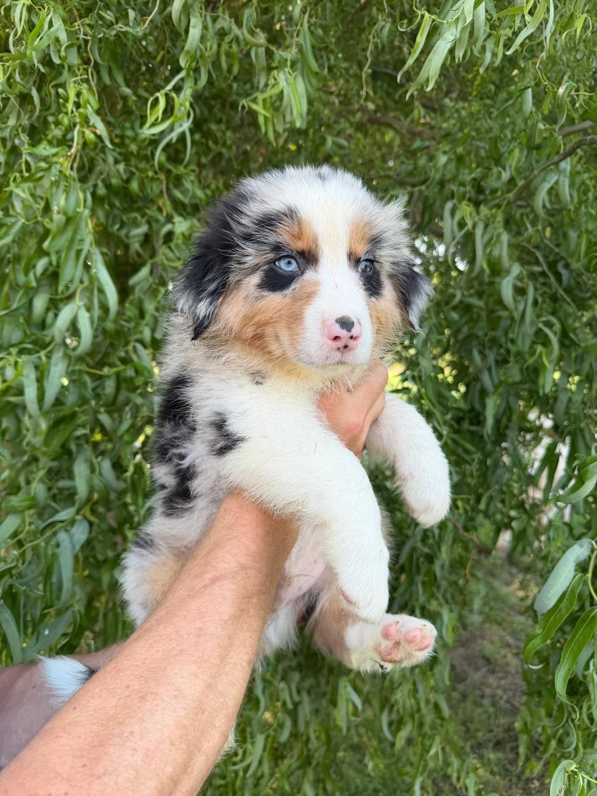 Australian Shepherd pups, Dieren en Toebehoren, 8 tot 15 weken, Meerdere, Meerdere dieren, Herder