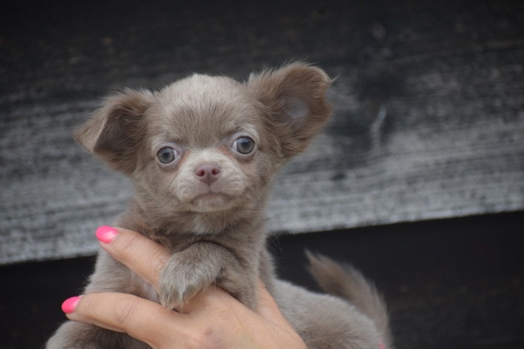 Chihuahua pups diverse kleuren, Dieren en Toebehoren, 15 weken tot 1 jaar, Buitenland, Meerdere, Meerdere dieren