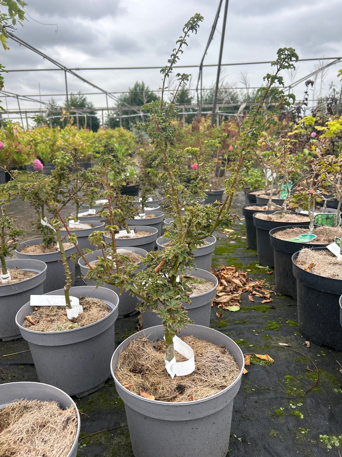Acer pal. 'Shishigashira' Japanse Esdoorn in 5L pot, Vaste plant, Bloeit niet, Halfschaduw, Ophalen