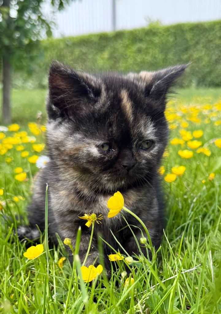🩷Chocolade torti brits/ britse korthaar vrouwtje 🩷, Dieren en Toebehoren, Katten en Kittens | Raskatten | Korthaar, Poes, Gechipt