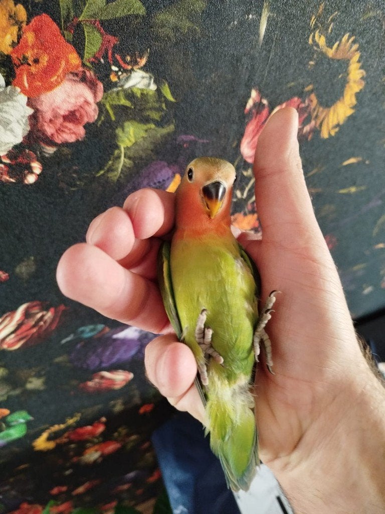 Agapornis, Geslacht onbekend