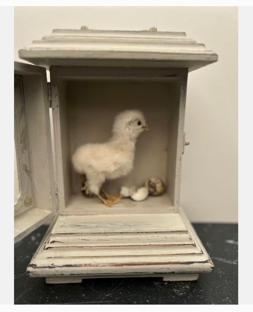 Schattig echt opgezet kipje in mooie klokkast, Ophalen of Verzenden