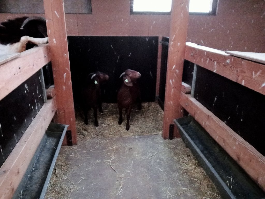 Boergeiten, Vrouwelijk, Geit, 0 tot 2 jaar