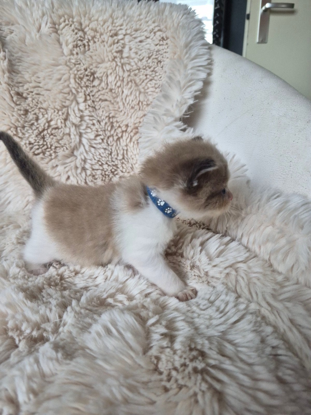 Ragdoll kittens, Dieren en Toebehoren, Meerdere dieren, Ontwormd