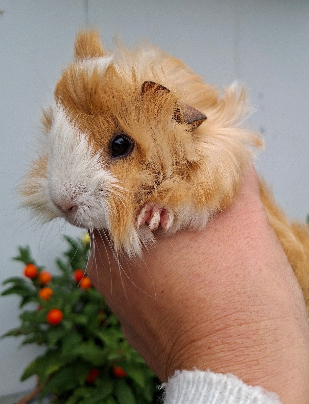 Cavia Purivian lang haar, September, Meerdere dieren, Cavia