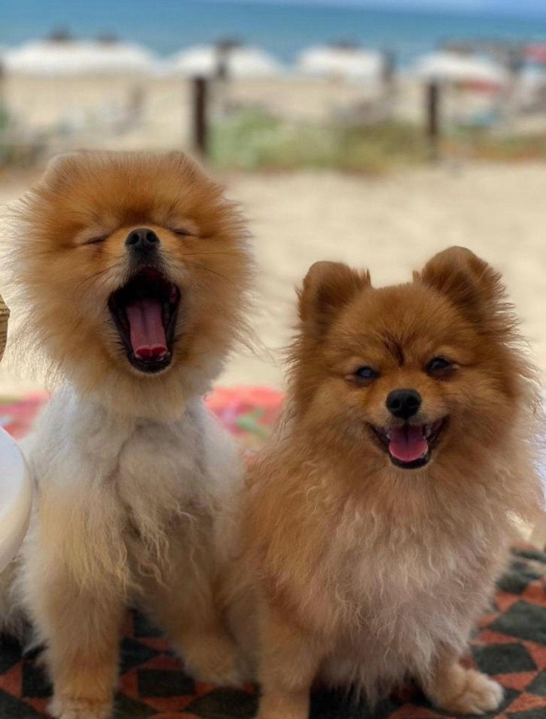 2 honden Pomeriaan zoekt nieuw baasje, Dieren en Toebehoren, Honden | Poolhonden, Keeshonden en Oertypen, Keeshond, Parvo, Meerdere