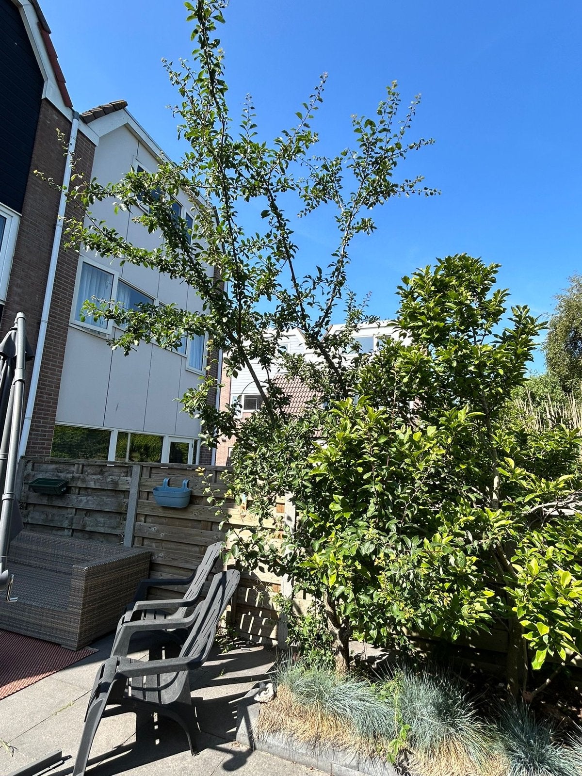 2 Magnolia bomen - Zelf uitgraven, Ophalen, Lente, Overige soorten, Volle zon