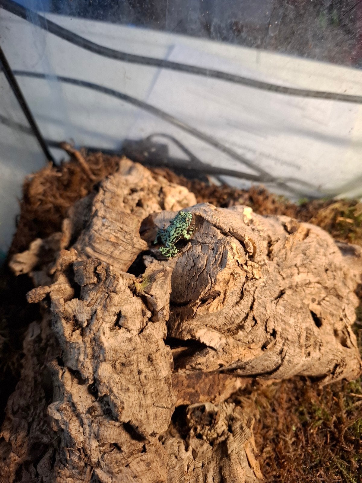 NK 2026 bombina orientalis, Dieren en Toebehoren, Amfibie, 0 tot 2 jaar