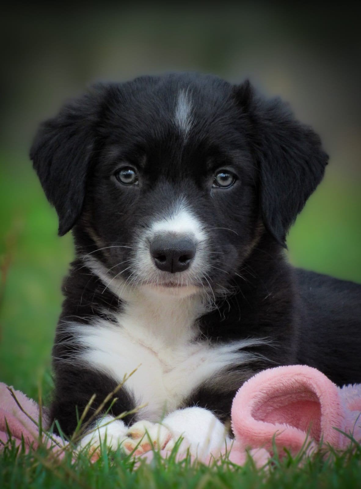 vrolijke friese stabij x border collie pups zoeken baasjes, Parvo, Overige rassen, 8 tot 15 weken, Meerdere