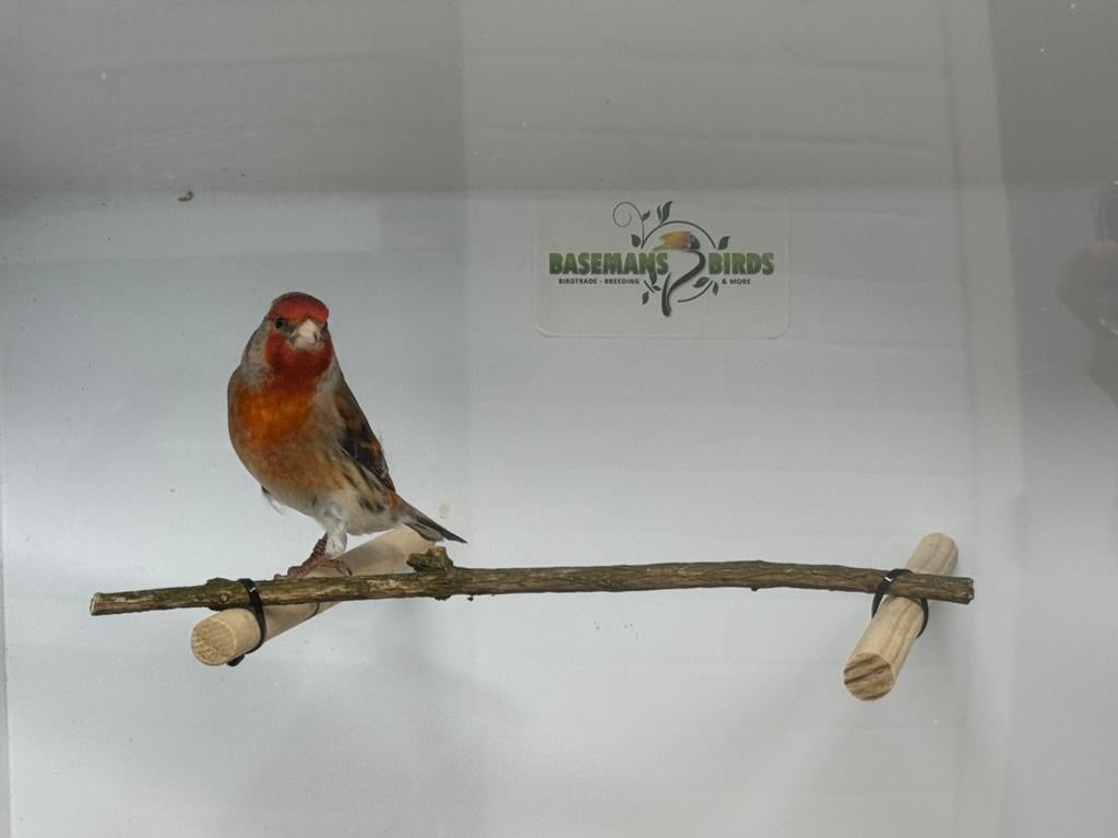 Bastaard putters TOP zangers!, Mannelijk, Wildzangvogel, Geringd