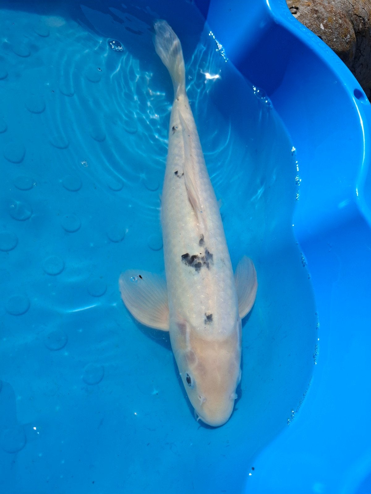 Japanse Koi Karpers, Karper of Koi