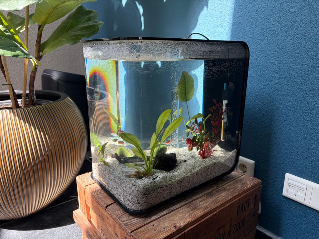 Biorb flow 30 aquarium compleet met inhoud en doos, Dieren en Toebehoren, Ophalen, Gebruikt, Overige merken, Inclusief vissen