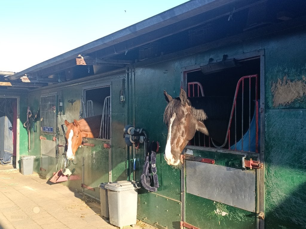 Stalling, Dieren en Toebehoren, Weidegang, 2 of 3 paarden of pony's