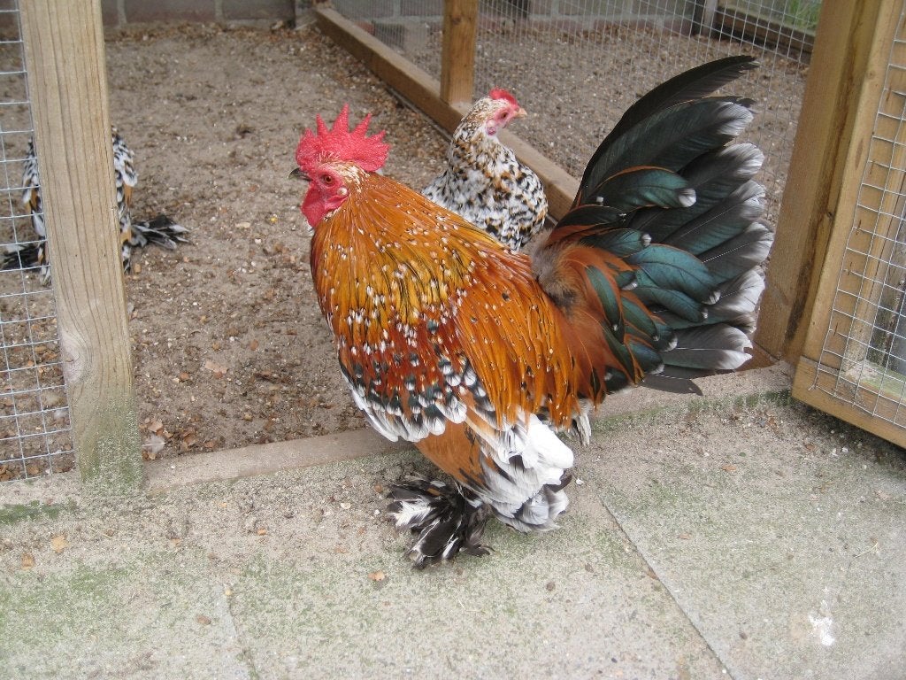 Sabelpoot haan, Dieren en Toebehoren, Pluimvee, Mannelijk, Kip