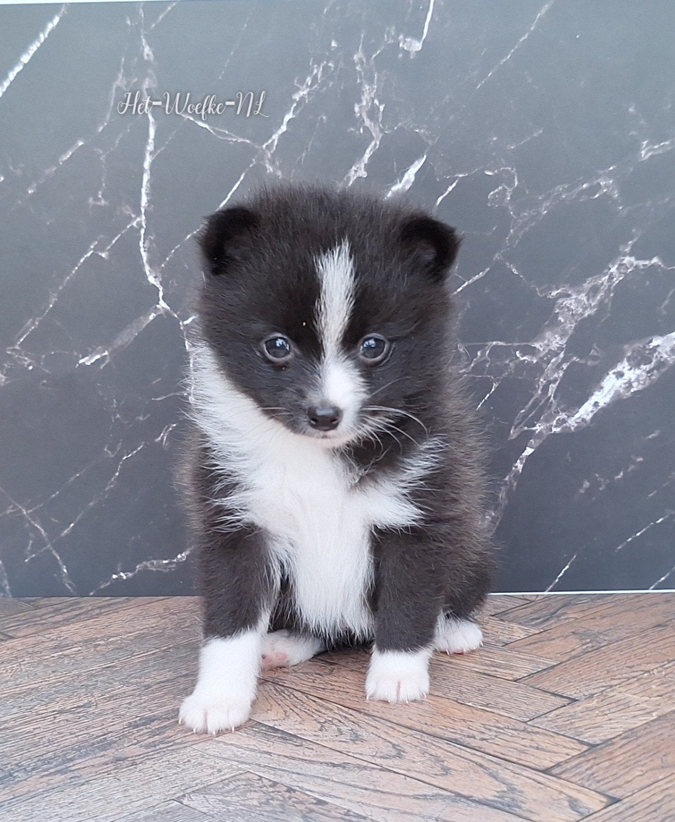 Alice🩷 Pomsky F3b puppy, Overige rassen, 8 tot 15 weken, Teef, Parvo