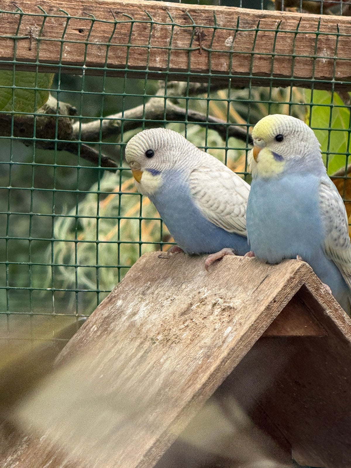 Te koop grasparkieten: 1 koppel en twee jongen zo uit blok, Meerdere dieren, Parkiet, Tam